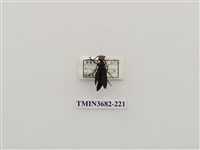 藏品(豆芫菁)的圖片